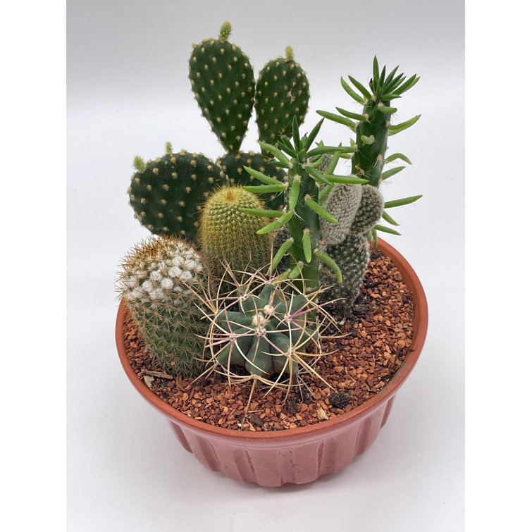 Cactus Garden 7 Different Cacti In A 6 Inch Terracotta Ceramic Pot Variety  Assortment